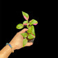Alternanthera ficoidea