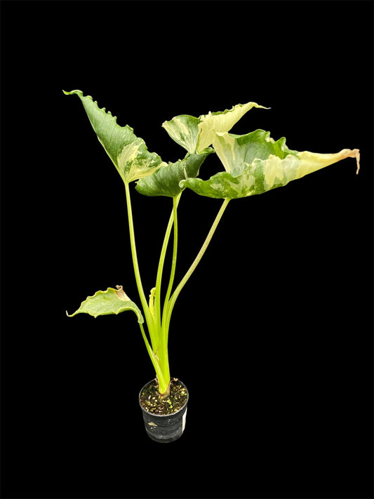 Alocasia cucullata variegated