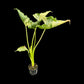 Alocasia cucullata variegated