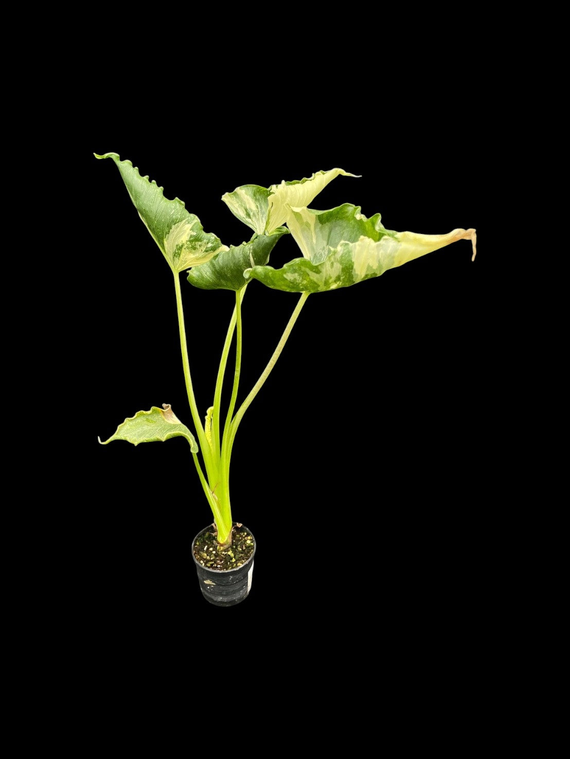 Alocasia cucullata variegated