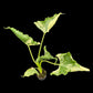 Alocasia cucullata variegated
