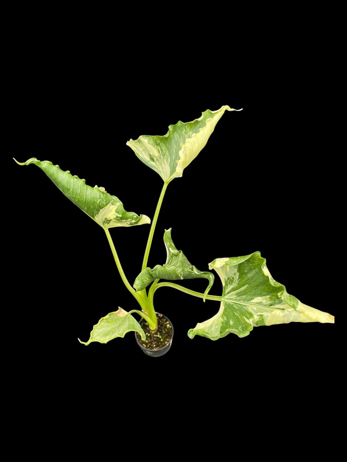 Alocasia cucullata variegated