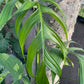 Monstera bocatorenses (S)