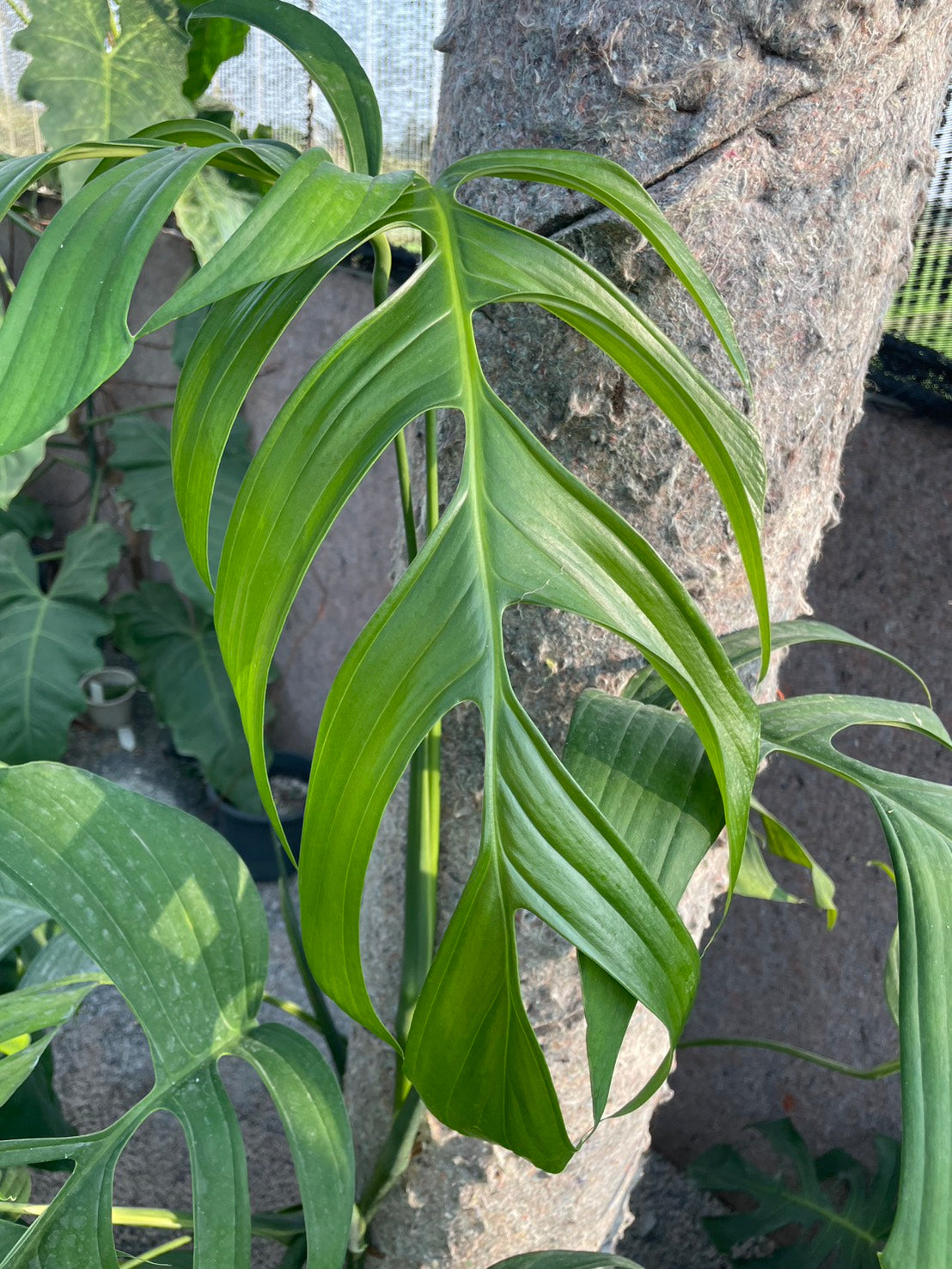 Monstera bocatorenses (S)