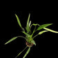 Amazon Garden Thailand Philodendron Sucre Slim houseplant with long, slender green leaves in a small nursery pot.