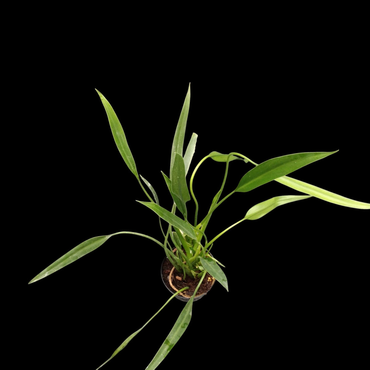 Amazon Garden Thailand Philodendron Sucre Slim houseplant with long, slender green leaves in a small nursery pot.