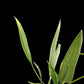 Amazon Garden Thailand Philodendron Sucre Slim with long, slender, light green leaves against a black background.