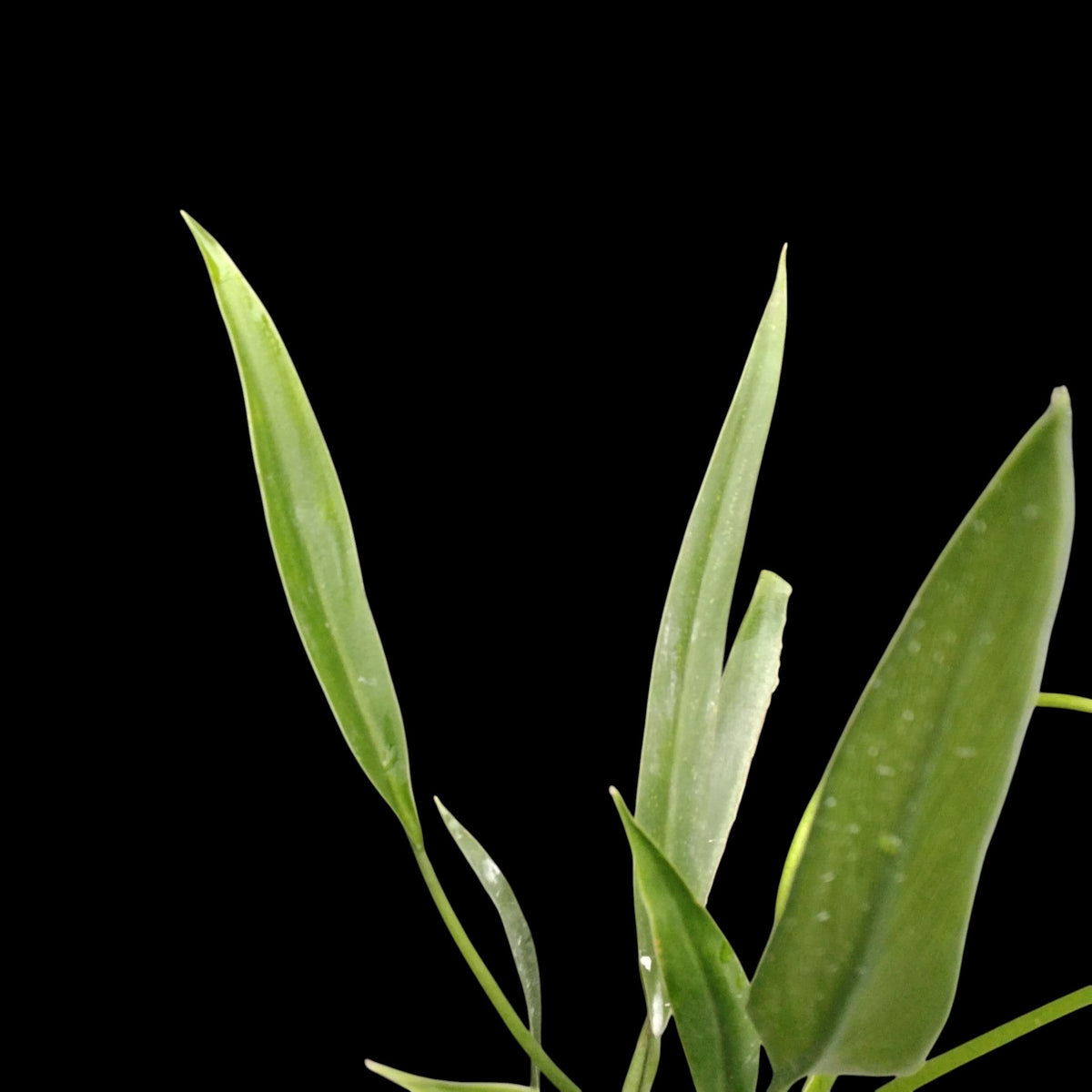 Amazon Garden Thailand Philodendron Sucre Slim with long, slender, light green leaves against a black background.