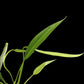 Amazon Garden Thailand Philodendron Sucre Slim houseplant with long, slender, vibrant green leaves on a black background
