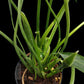 Amazon Garden Thailand Philodendron Sucre Slim houseplant with long, slender green leaves in a plastic pot