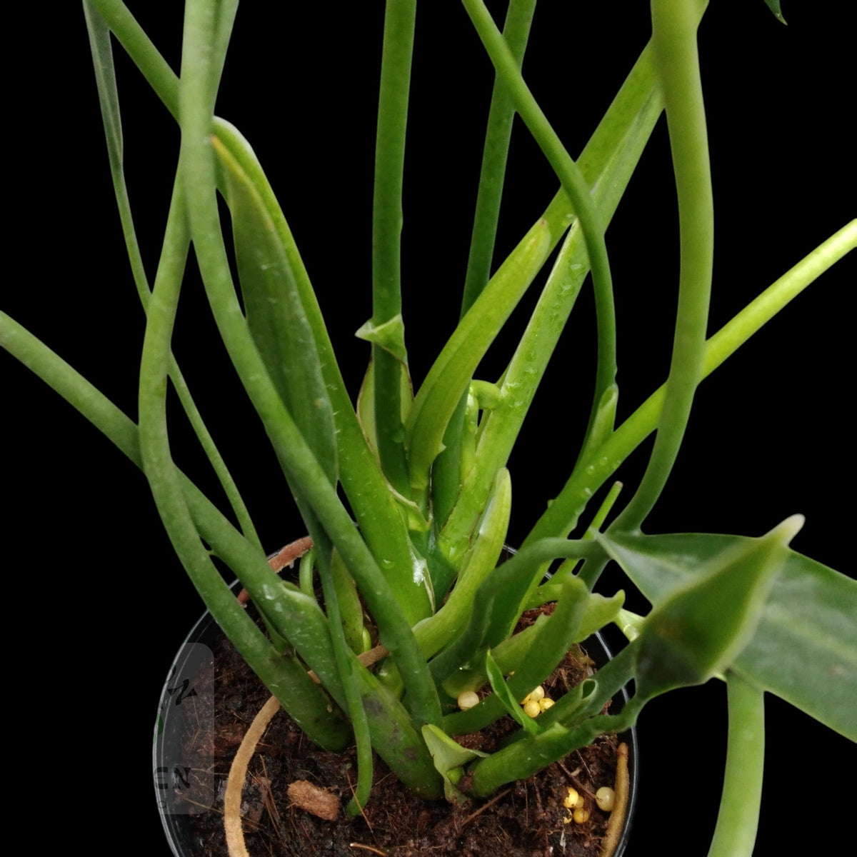 Amazon Garden Thailand Philodendron Sucre Slim houseplant with long, slender green leaves in a plastic pot
