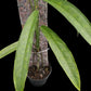 Monstera obliqua Yasuni (M)