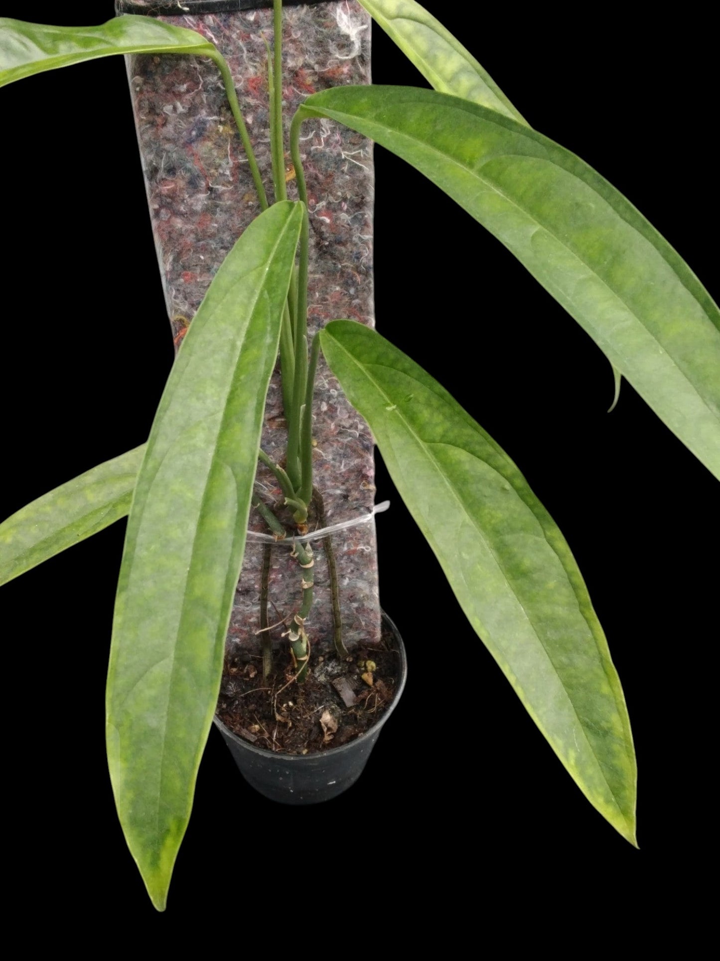 Monstera obliqua Yasuni (M)