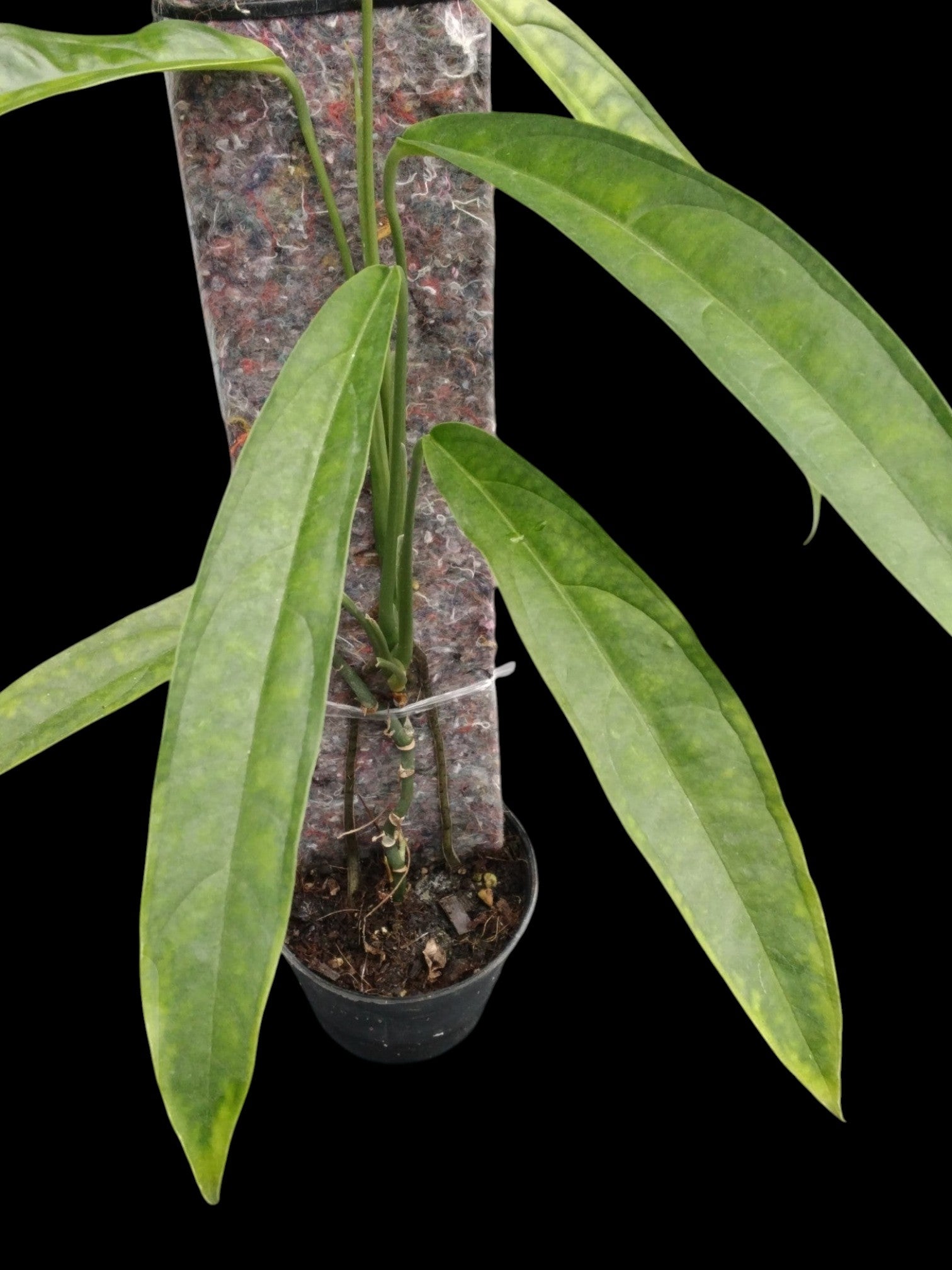 Monstera obliqua Yasuni (M) – Amazon Garden Thailand