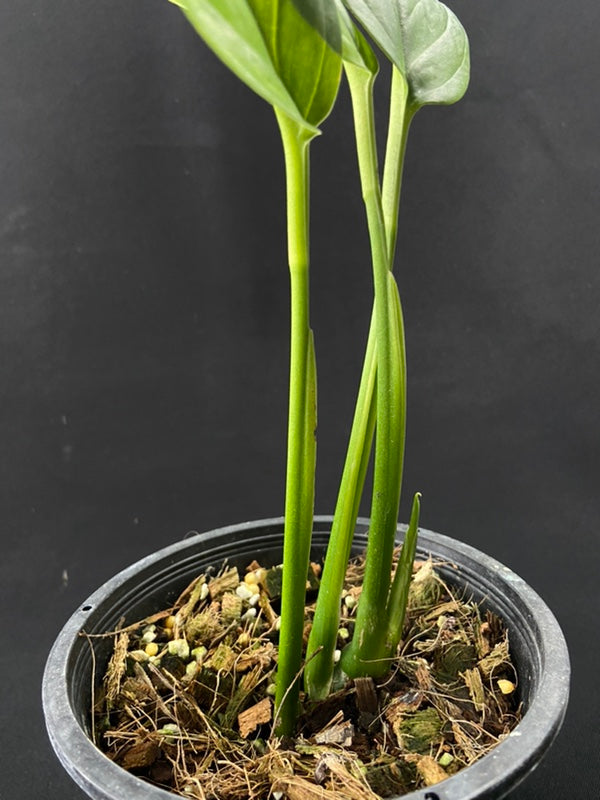 Monstera obliqua Colombia