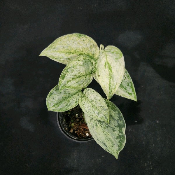 Scindapsus peasun variegated