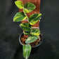 Rhaphidophora hayii aurea