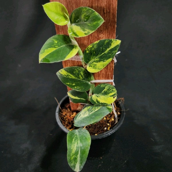 Rhaphidophora hayii aurea