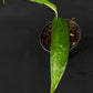 Monstera obliqua yasuni (small)