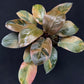 Philodendron black cardinal variegated