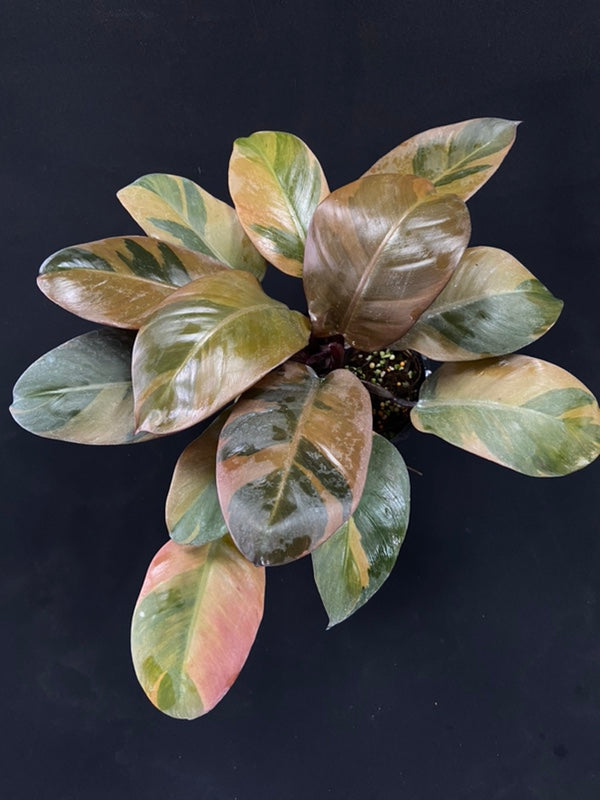 Philodendron black cardinal variegated