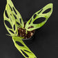 Monstera adansonii Indonesian Mint