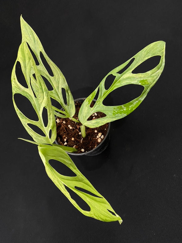 Monstera adansonii Indonesian Mint