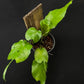 Epipremnum skelekton key
