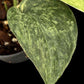 Scindapsus Marble Queen