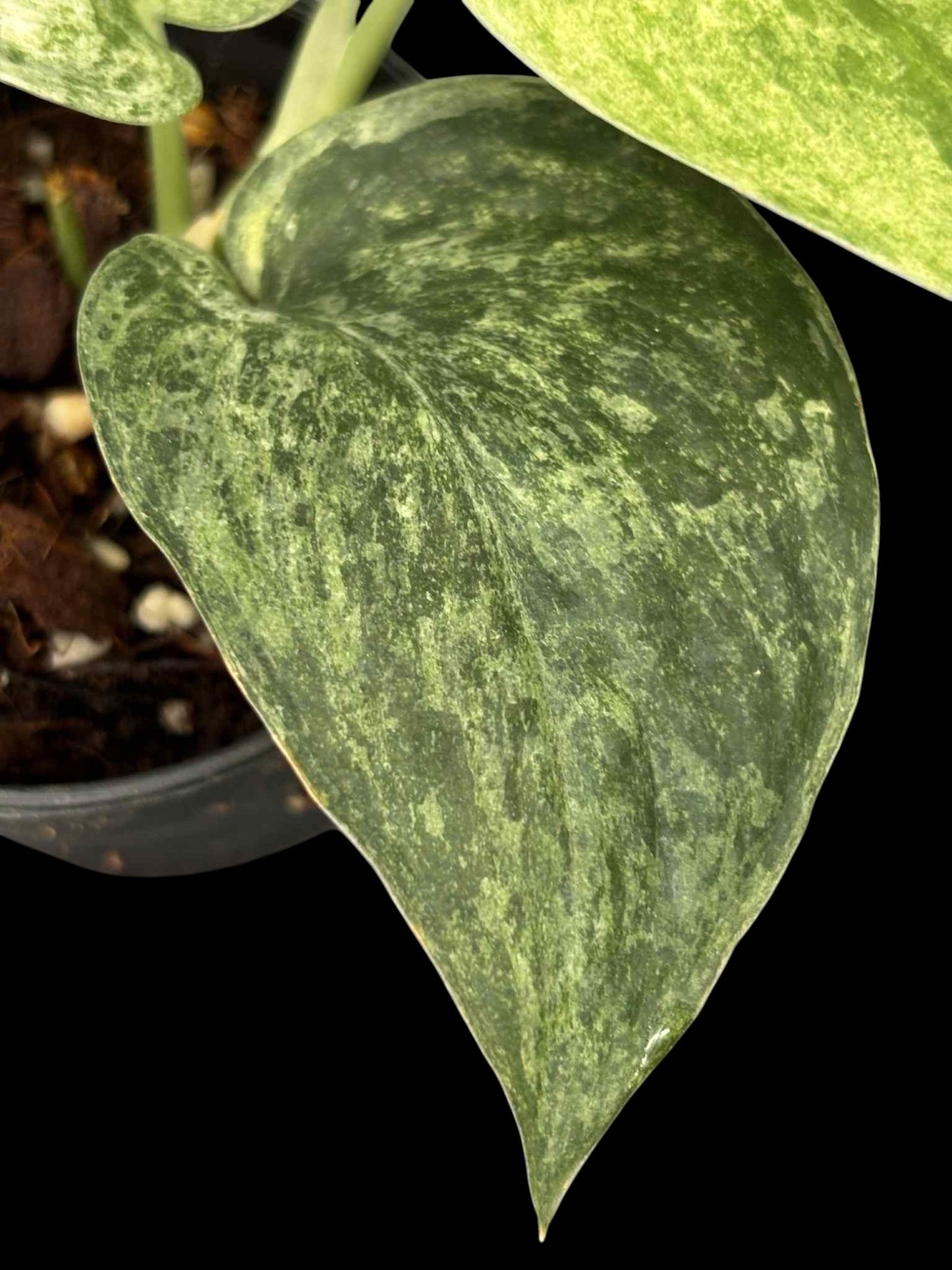 Scindapsus Marble Queen