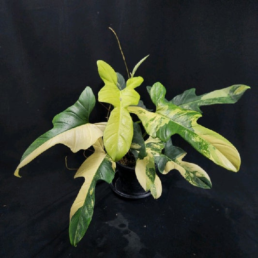Philodendron bipennifolium variegated