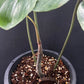 Philodendron 69686