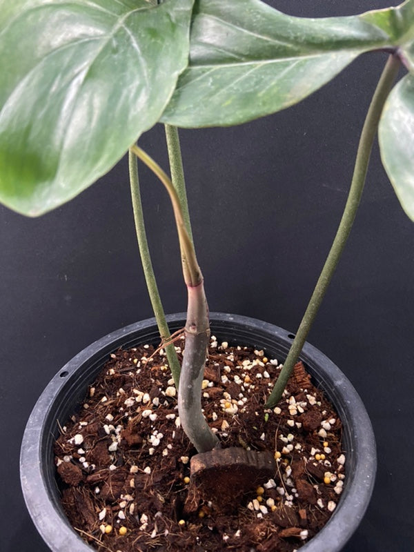 Philodendron 69686