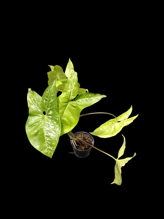 Syngonium Panda