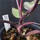 Philodendron Orange Princess