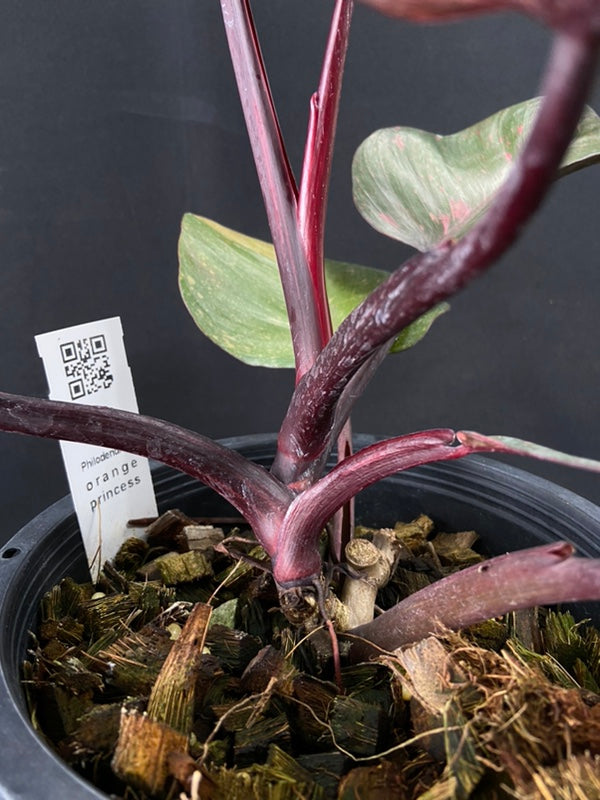 Philodendron Orange Princess