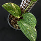 Monstera peru variegated
