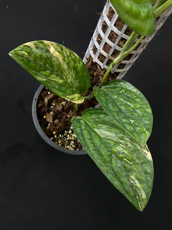 Monstera peru variegated