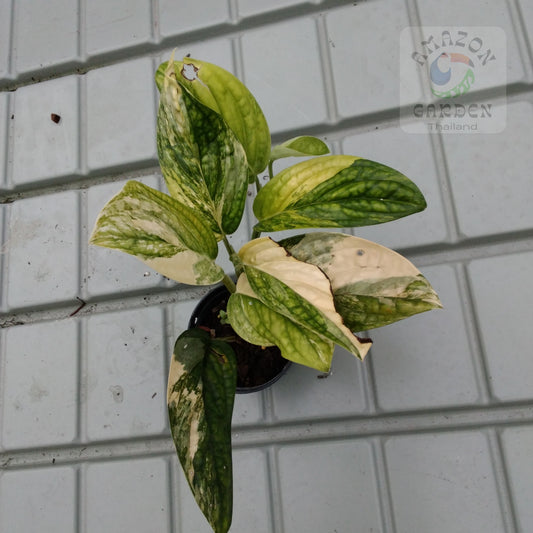 Monstera peru variegated