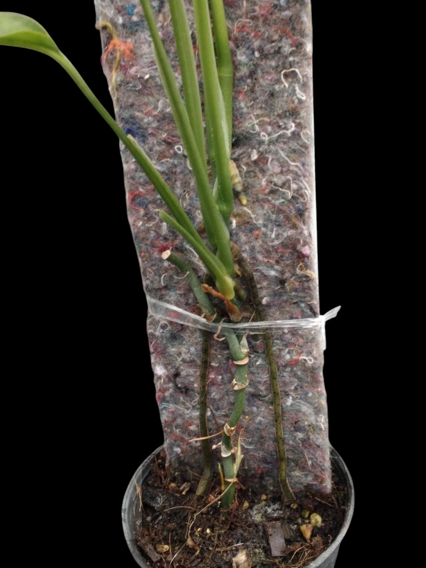 Monstera obliqua Yasuni (M)