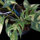 Epipremnum pinnatum Golden Star