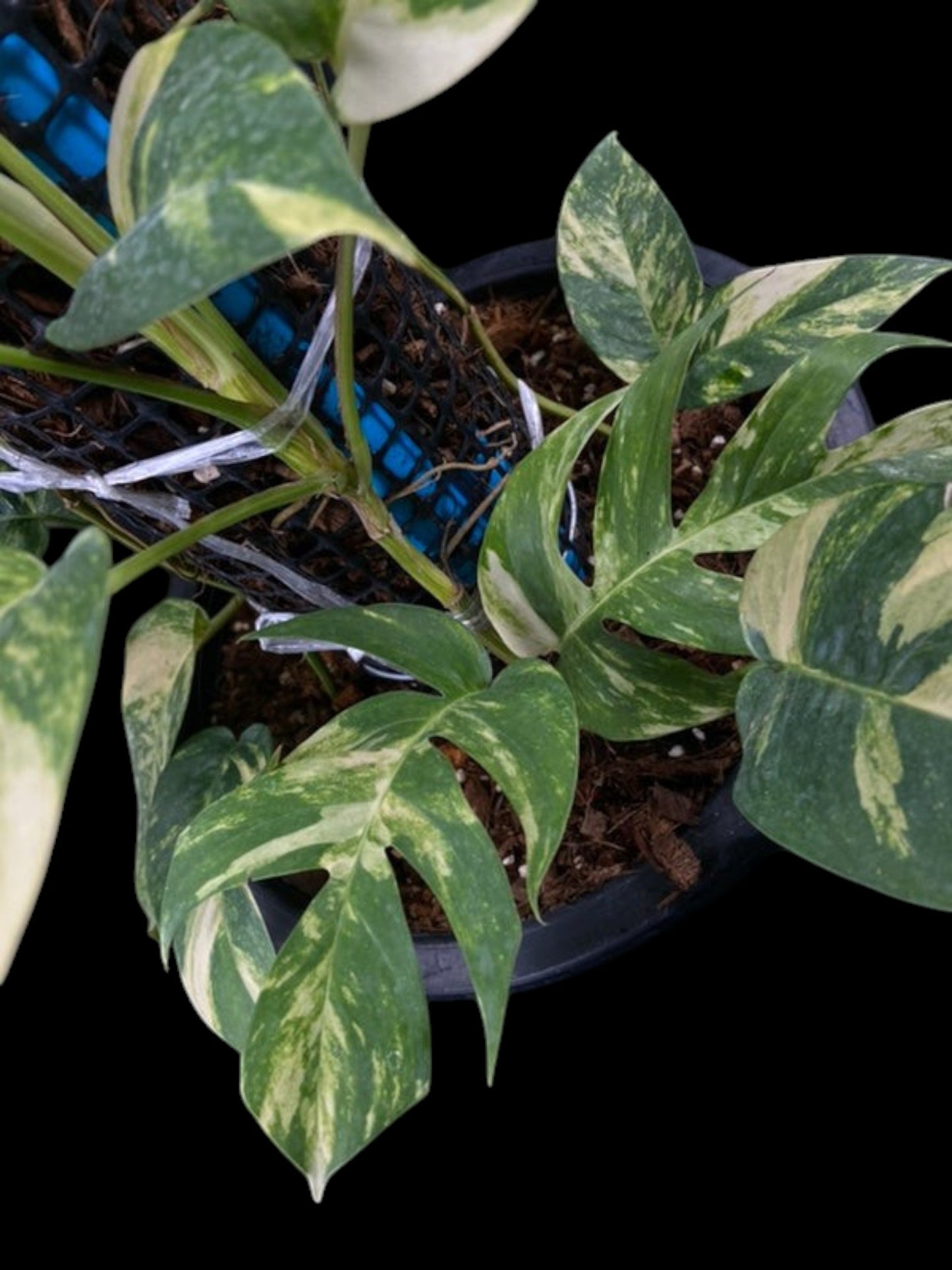 Epipremnum pinnatum Golden Star