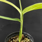 Monstera croatii
