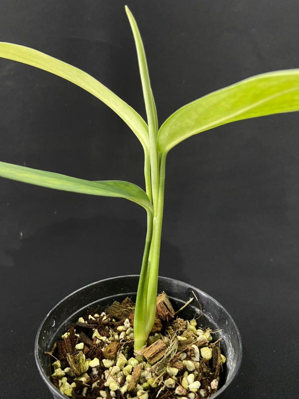 Monstera croatii