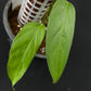 Monstera obliqua Brasil