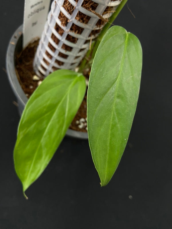 Monstera obliqua Brasil