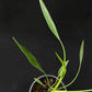 Philodendron Sucre Slim