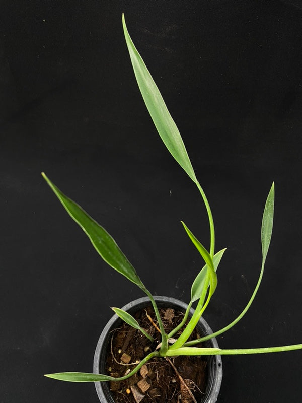 Philodendron Sucre Slim