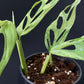 Monstera adansonii Indonesian Mint