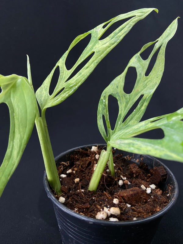 Monstera adansonii Indonesian Mint